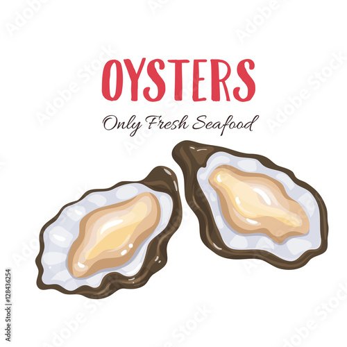 Oysters vector illustration in cartoon style.