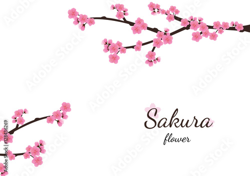 Cherry blossom flowers background. Sakura  pink flowers  backgro