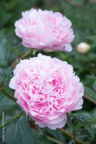  pale pink peonies