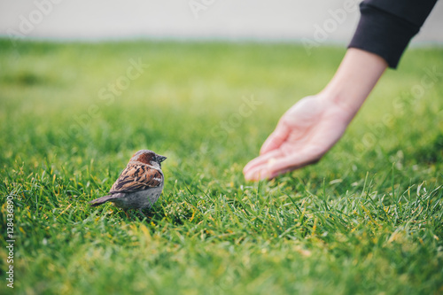 Принти на полотні Feeding the sparrow in New Zealand