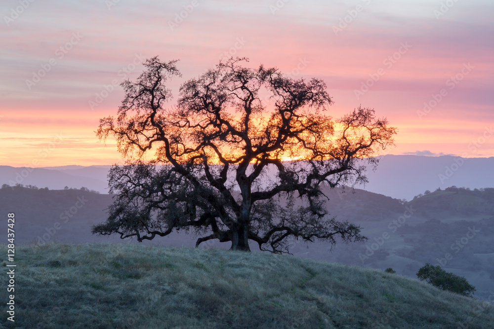 Sunset Oak Tree Silhouette. Joseph D Grant County Park, Santa Clara