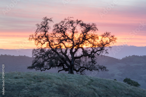 Sunset Oak Tree Silhouette. Joseph D Grant County Park  Santa Clara County  California  USA.