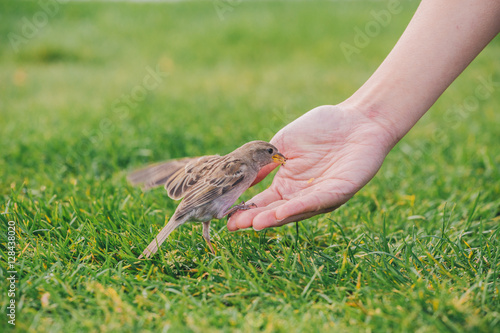 Fotografia Feeding the sparrow in New Zealand