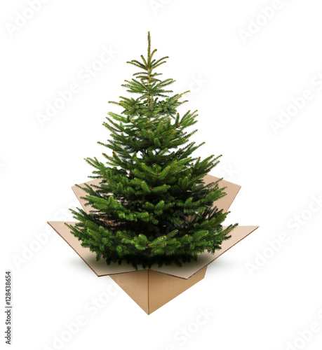 Tannenbaum im Karton
