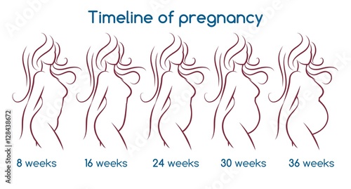 Timeline of pregnancy with line woman silhouette. Vector illustration