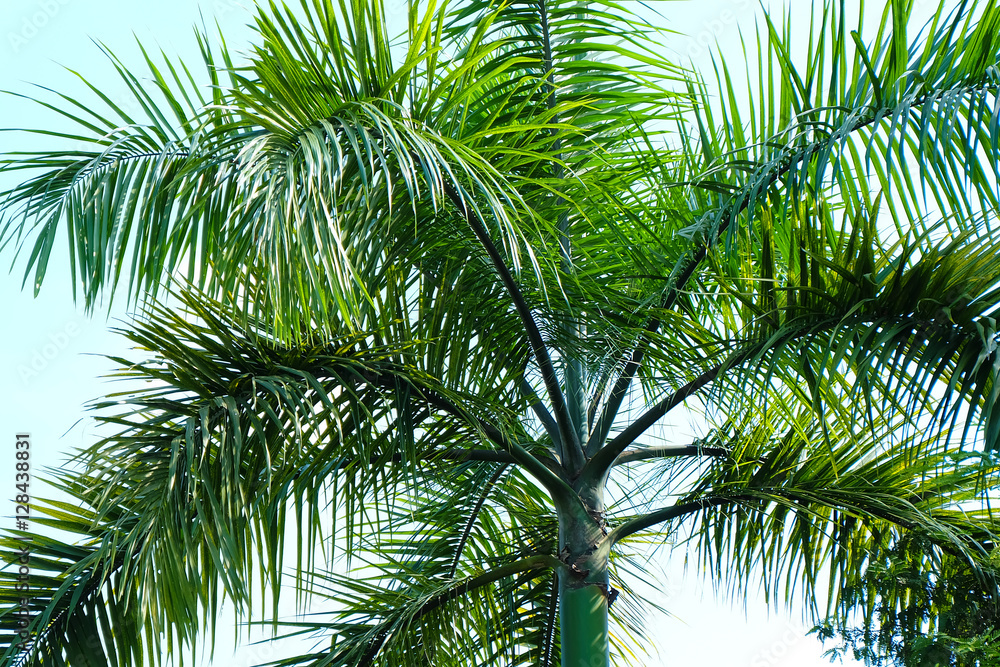 Fototapeta premium Green plant