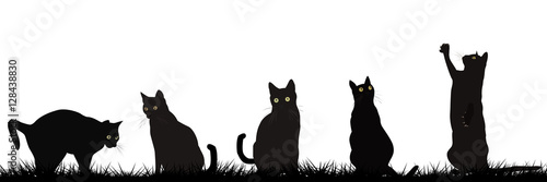 Black cats playing outdoor