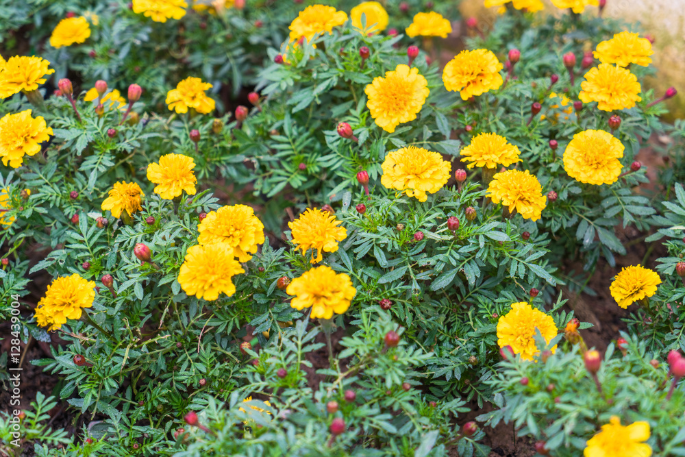 Close-up of yellow flowers of garden. Close-up of yellow flowers of garden.