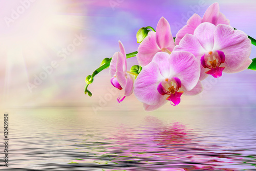 orchid flower © sergio37_120