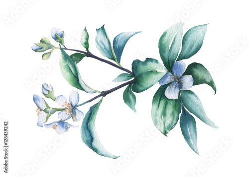 Branch of Jasmine. Isolated on a white background. watercolor illustration.