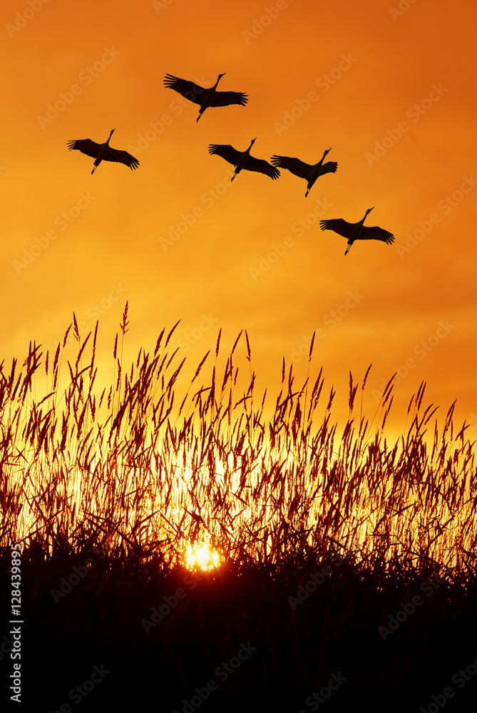 Fototapeta premium Beautiful sky on sunset or sunrise with flying birds natural bac