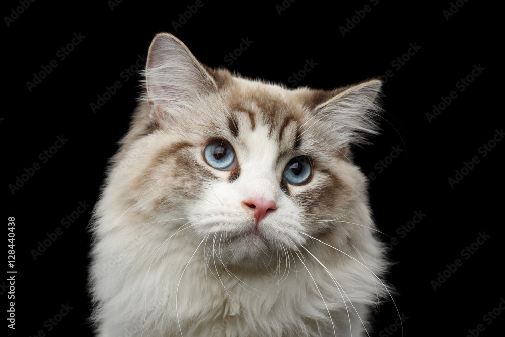 Close-up portrait of Funny Siberian cat with blue eyes looking in camera on isolated black background