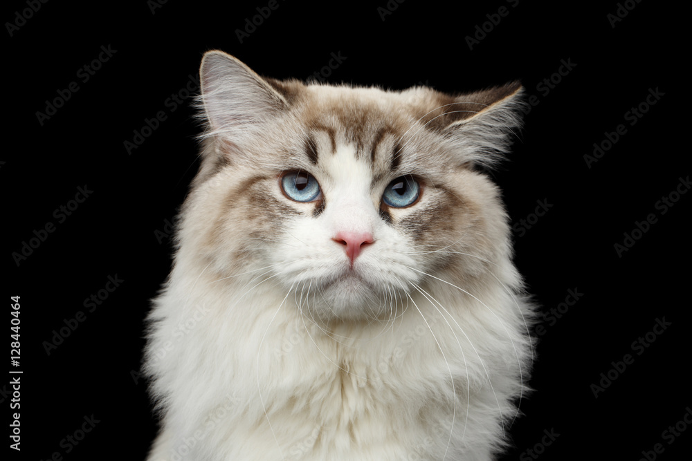 Close-up portrait of Funny Siberian cat with blue eyes looking in camera on isolated black background Close-up portrait of Funny Siberian cat with blue eyes looking in camera on isolated black background