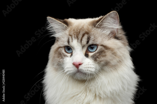Close-up portrait of Funny Siberian cat with blue eyes looking in camera on isolated black background