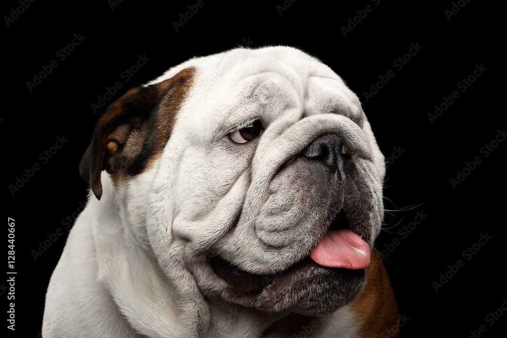 Close-up portrait of dog british bulldog breed, white and red color funny looking side on isolated black background Close-up portrait of dog british bulldog breed, white and red color funny looking side on isolated black background