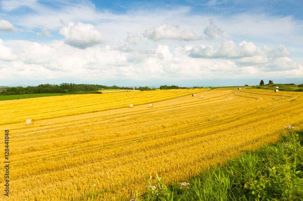 plain of yellow wheat straw
plain of yellow wheat straw