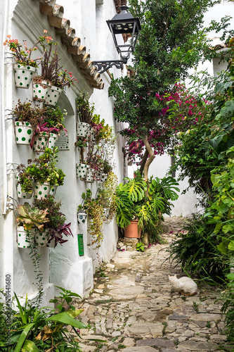Fototapeta Naklejka Na Ścianę i Meble -  Andalusien - Blumenwand in Castellar de la Frontera