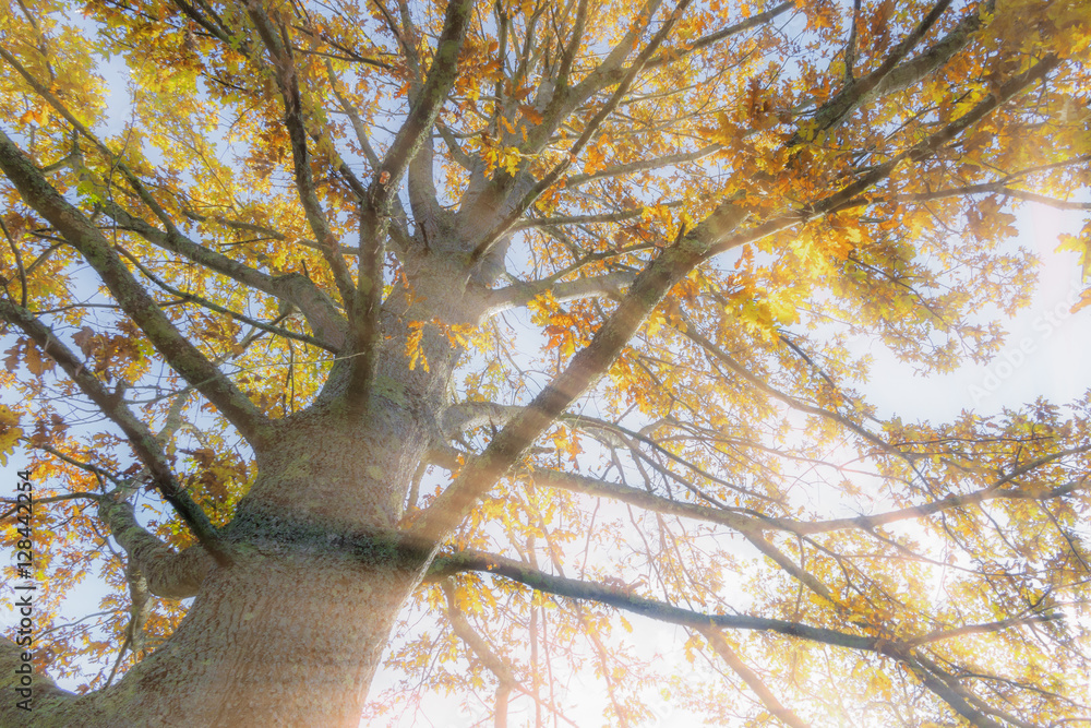 Autumn tree with rays