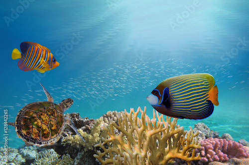 Deep sea and coral reef, coral reef animals,
