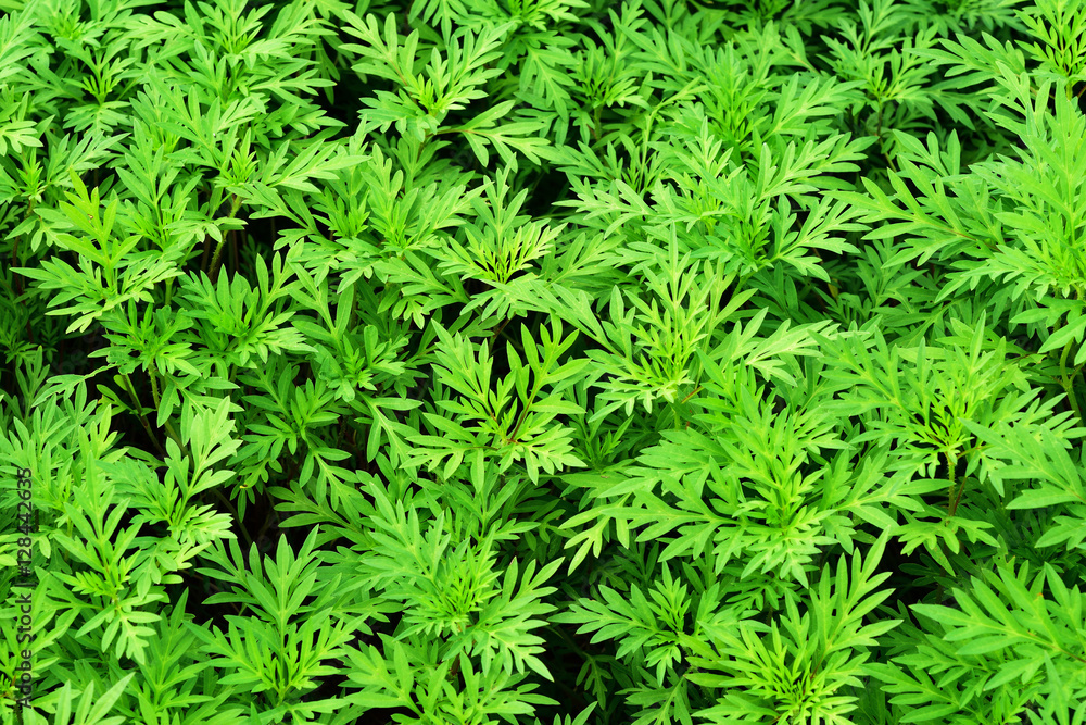 Mexican Diasy. green leafs background. Mexican Diasy. green leafs background.