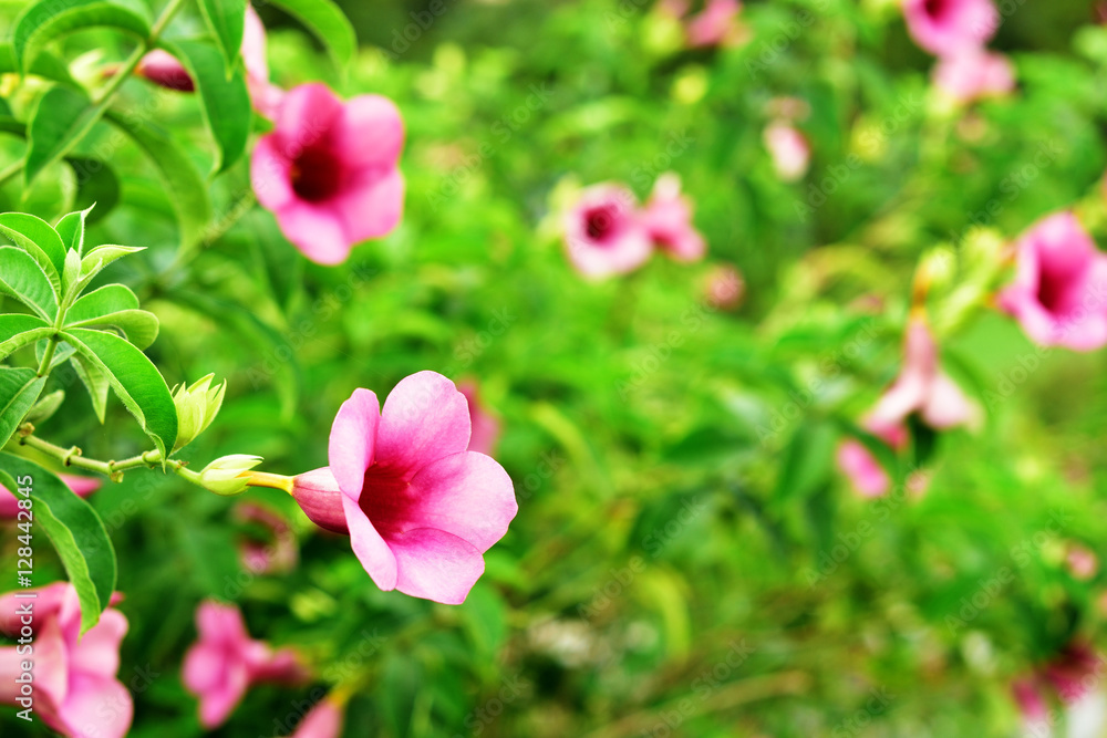 Pink Allamanda Flowers in garden.