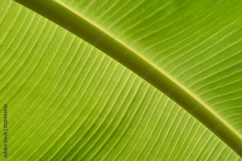 Texture background of backlight fresh green Leaf. banana leaf ba Texture background of backlight fresh green Leaf. banana leaf ba