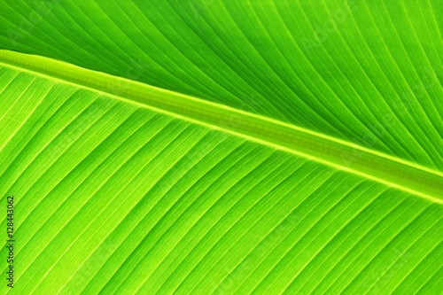 closeup of banana leaf texture  green and fresh  in a park. gree