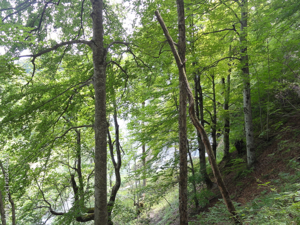 Obraz premium nature view