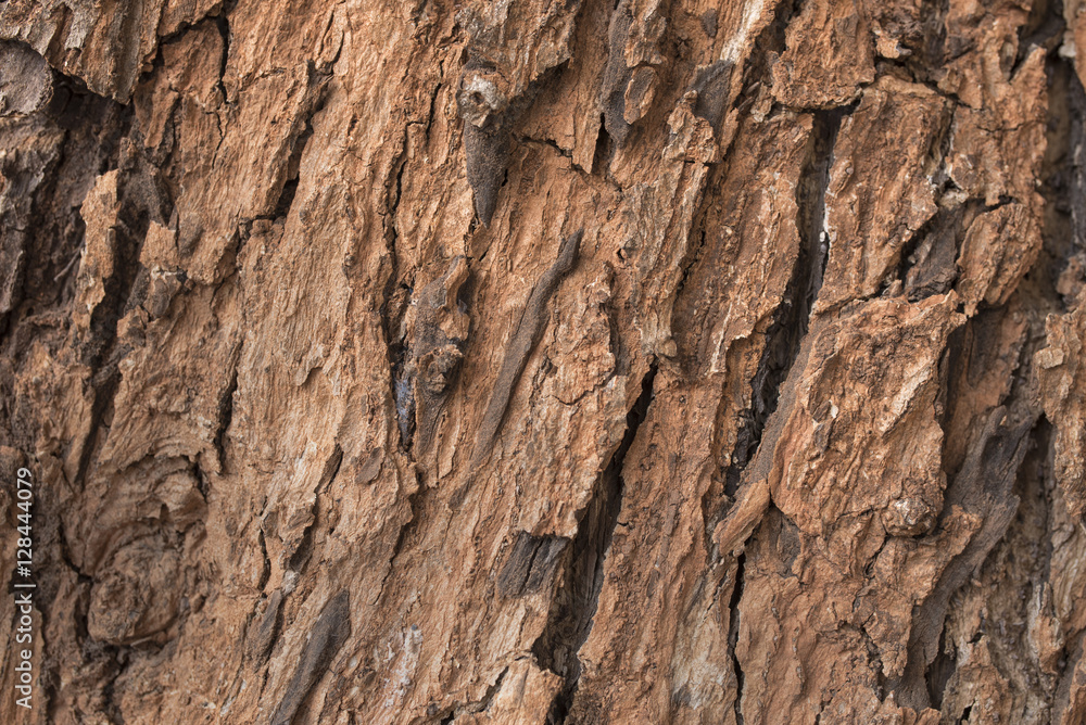 Dark fir bark background. Fir bark background. Tree bark texture Dark fir bark background. Fir bark background. Tree bark texture