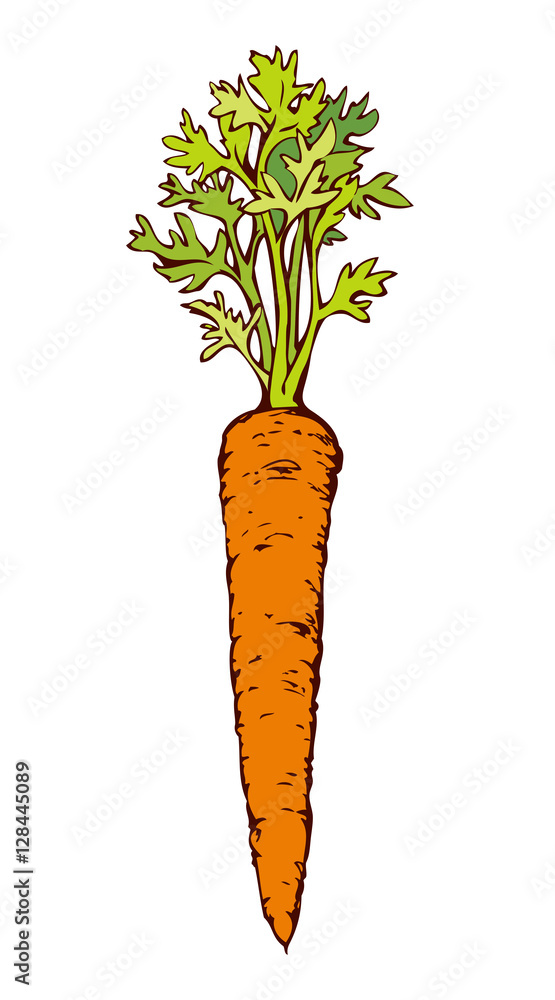 Carrot. Vector drawing Carrot. Vector drawing