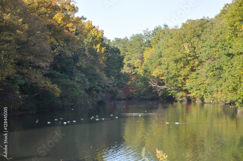 秋の森 公園 湖 水面 波 模様 テクスチャ 反射 