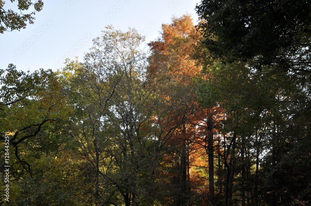 Obraz premium 森 紅葉 見上げる 秋