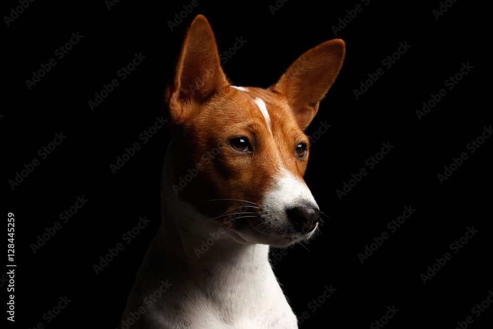 Close-up Funny Portrait White with Red Basenji Dog, profile view on Isolated Black Background