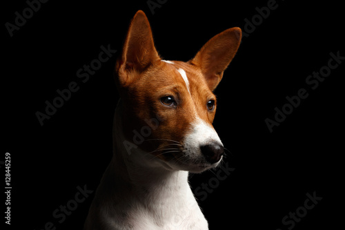 Close-up Funny Portrait White with Red Basenji Dog, profile view on Isolated Black Background © seregraff