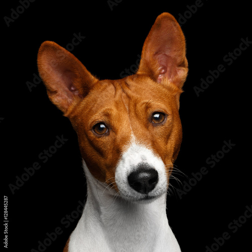 Fototapeta Naklejka Na Ścianę i Meble -  Close-up Funny Portrait White with Red Basenji Dog Curious looking in camera on Isolated Black Background, Font view