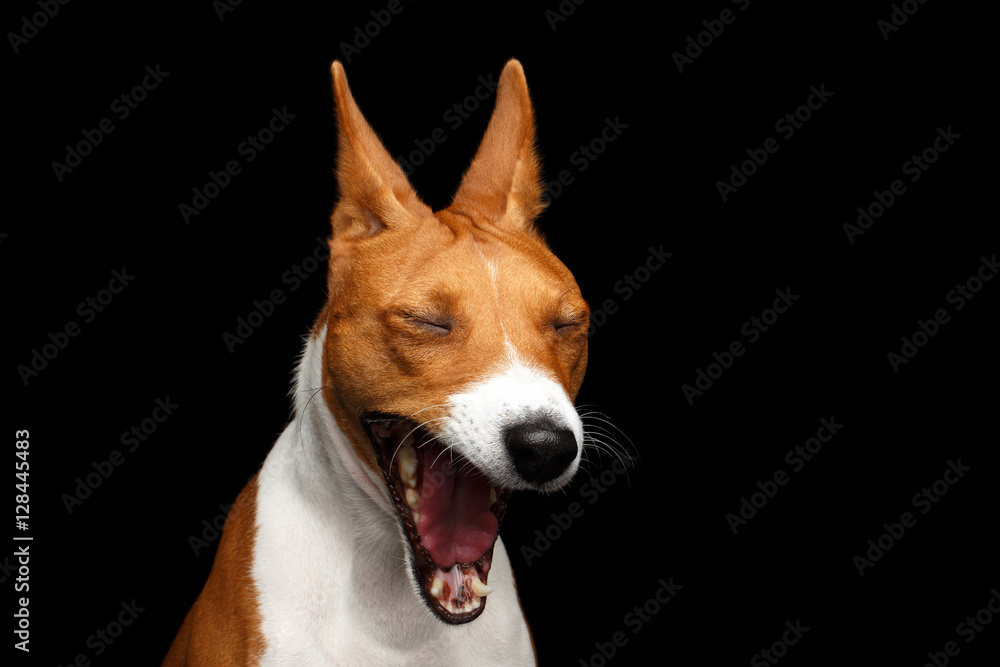 Close-up Funny Portrait White with Red Basenji Dog Yawn on Isolated Black Background, Font view
