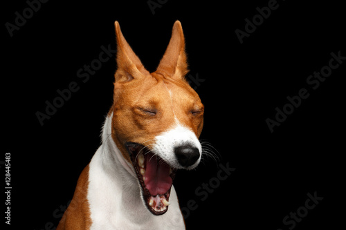 Fototapeta Naklejka Na Ścianę i Meble -  Close-up Funny Portrait White with Red Basenji Dog Yawn on Isolated Black Background, Font view