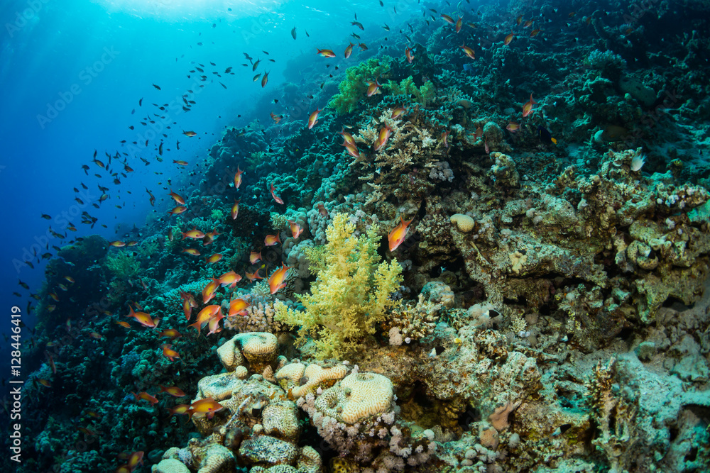 Naklejka premium Coral garden