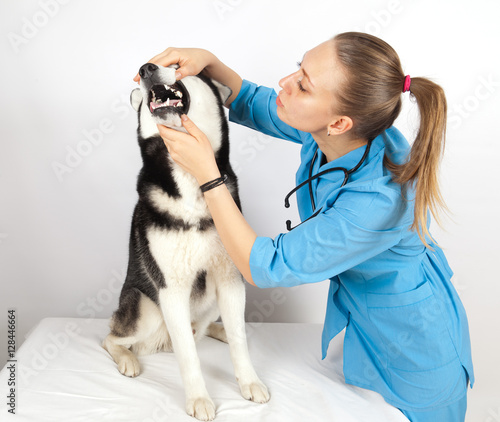 Veterinary doctor examines the dog teeth Siberian Husky