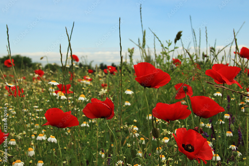 Naklejka premium Campo de amapolas en primavera