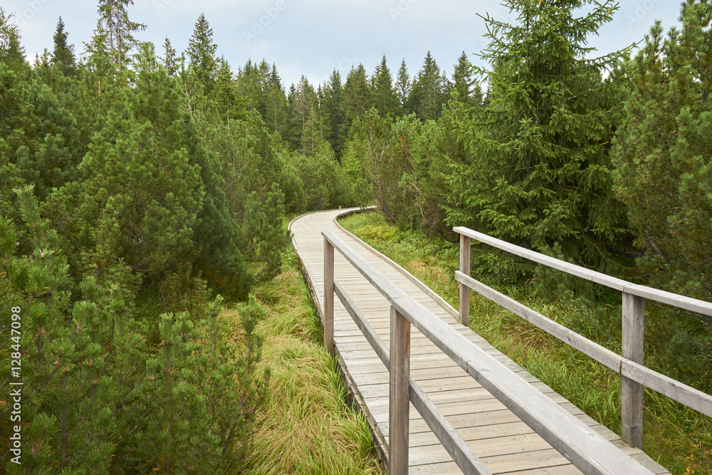 Three lake moor (Trijezerni slat), National Park Sumava, Bohemian forest, Czech Republic

