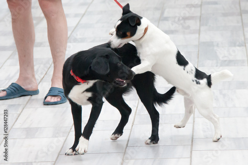 two dogs play on the street