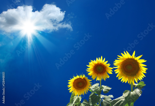 close up shot of sunflowers over clear sky  