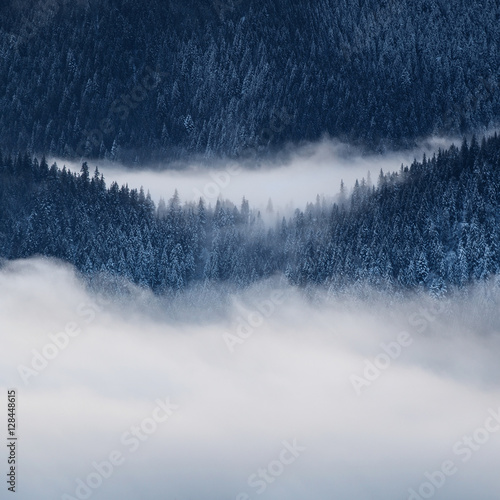 Winter landscape with fog and spruce forest in the mountains