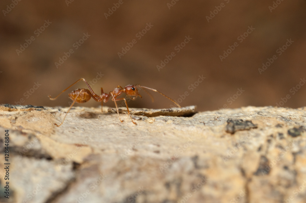 closed up : Red ant working on tree in the garden closed up : Red ant working on tree in the garden