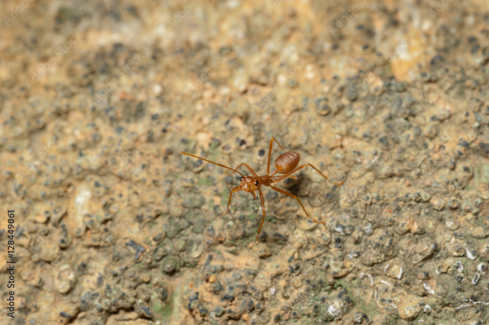 closed up : Red ant working on tree in the garden closed up : Red ant working on tree in the garden