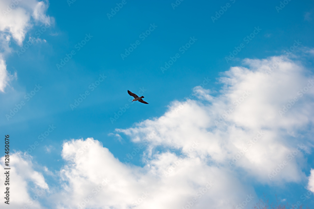 Bird on sky background. Seagull is flying. Peace and freedom. Through the clouds.