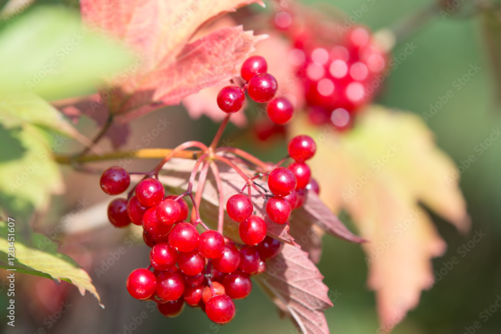 The bright red berries of viburnum, autumn sunny day