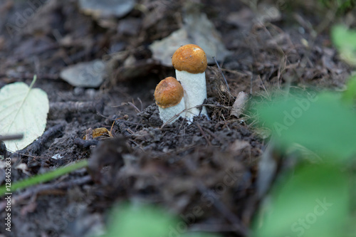 orange hat boletus mushroom in autumn forest