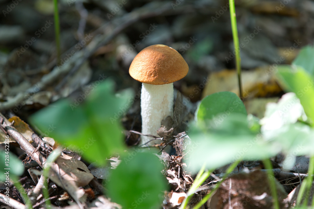 Fototapeta premium orange hat boletus mushroom in autumn forest